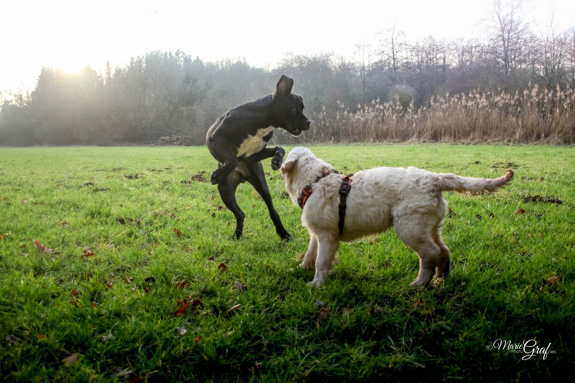 Mon chien est encore jeune, il n'a donc pas besoin de voir l'ostéopathe !